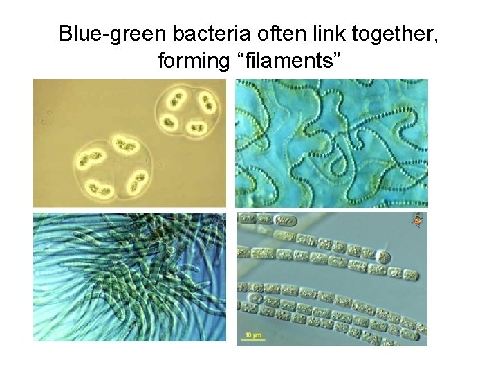 Blue-green bacteria often link together, forming “filaments” 