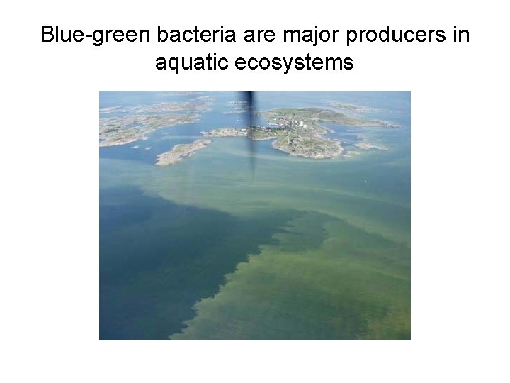 Blue-green bacteria are major producers in aquatic ecosystems 