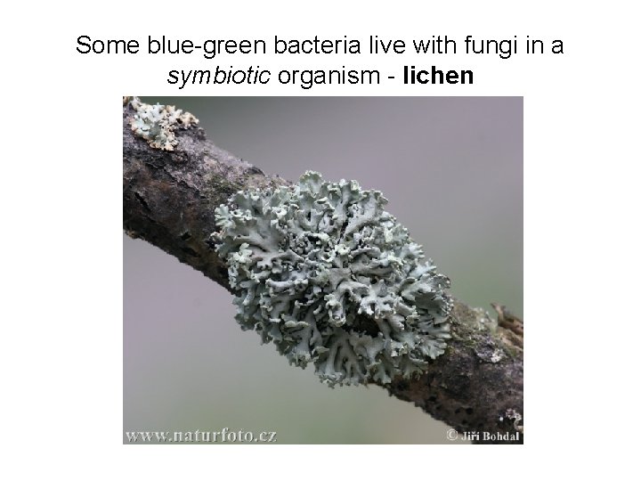 Some blue-green bacteria live with fungi in a symbiotic organism - lichen 