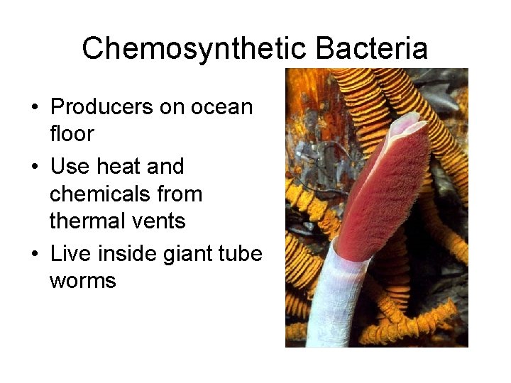 Chemosynthetic Bacteria • Producers on ocean floor • Use heat and chemicals from thermal