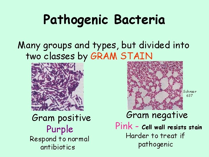 Pathogenic Bacteria Many groups and types, but divided into two classes by GRAM STAIN