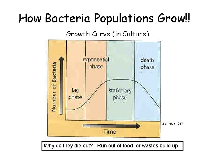 How Bacteria Populations Grow!! Growth Curve (in Culture) Schraer, 634 Why do they die
