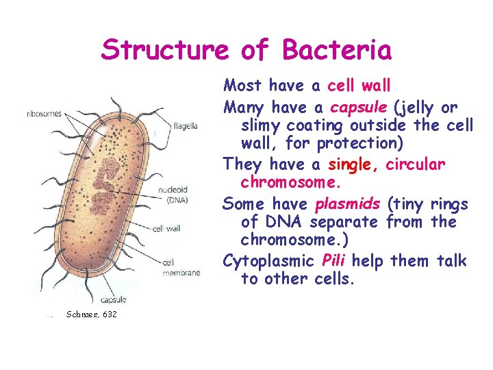 Structure of Bacteria Most have a cell wall Many have a capsule (jelly or