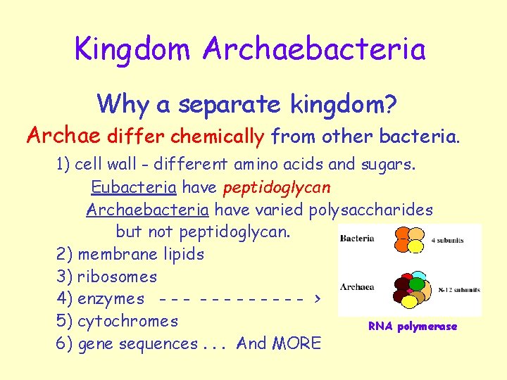 Kingdom Archaebacteria Why a separate kingdom? Archae differ chemically from other bacteria. 1) cell