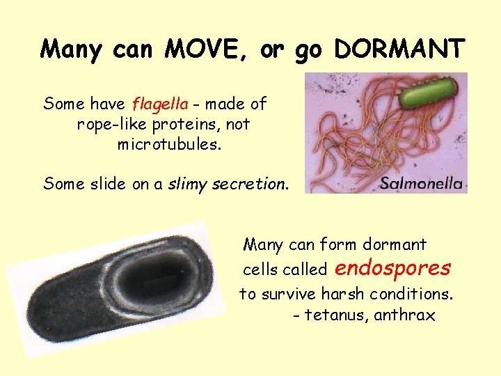 Many can MOVE, or go DORMANT Some have flagella - made of rope-like proteins,