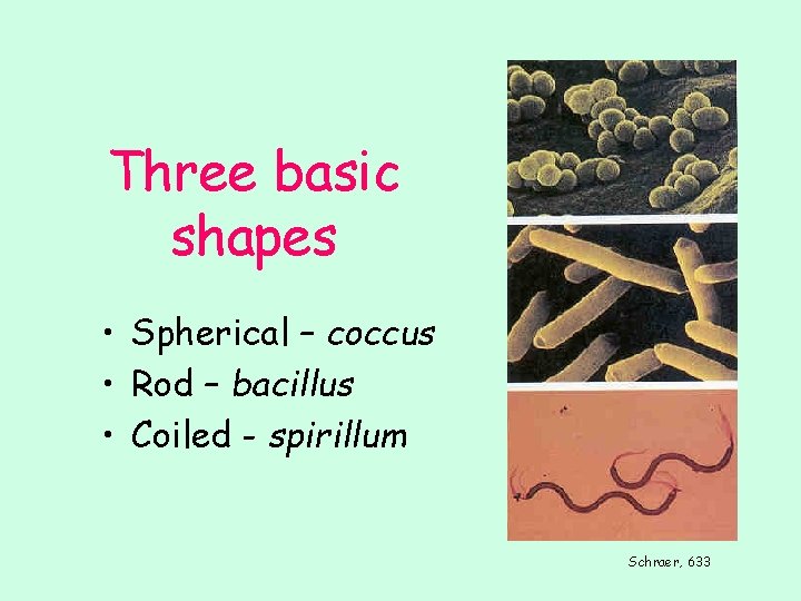 Three basic shapes • Spherical – coccus • Rod – bacillus • Coiled -