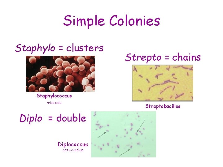 Simple Colonies Staphylo = clusters Strepto = chains Staphylococcus wisc. edu Streptobacillus Diplo =