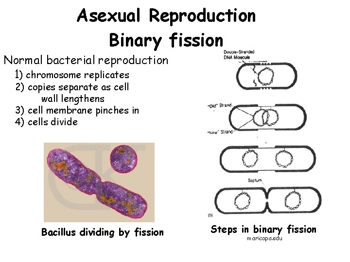 Asexual Reproduction Binary fission Normal bacterial reproduction 1) chromosome replicates 2) copies separate as