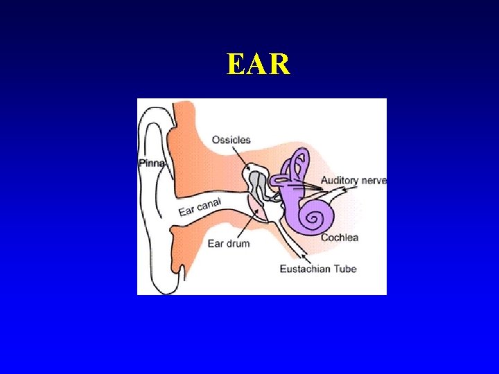 EAR 