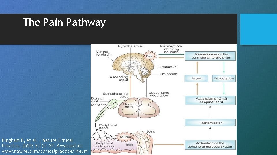 The Pain Pathway Bingham B, et al. , Nature Clinical Practice, 2009; 5(1): 1