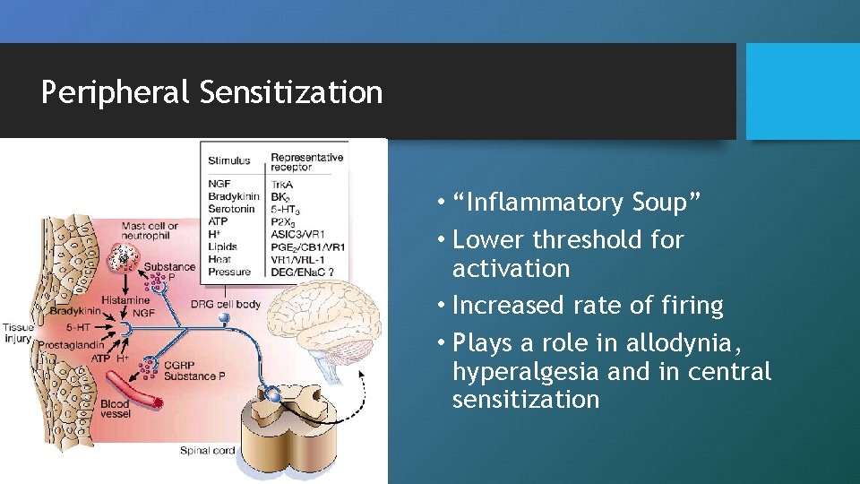 Peripheral Sensitization • “Inflammatory Soup” • Lower threshold for activation • Increased rate of