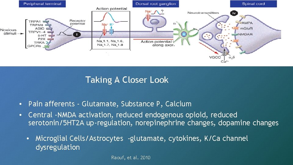 Taking A Closer Look • Pain afferents - Glutamate, Substance P, Calcium • Central