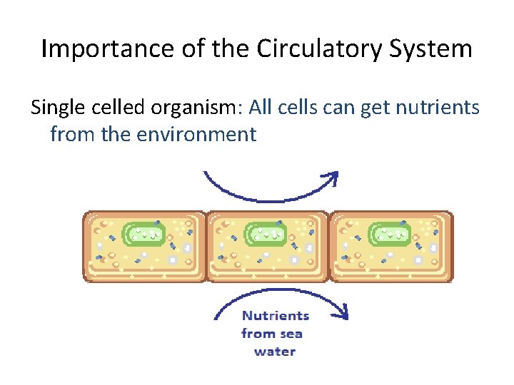 Importance of the Circulatory System Single celled organism: All cells can get nutrients from