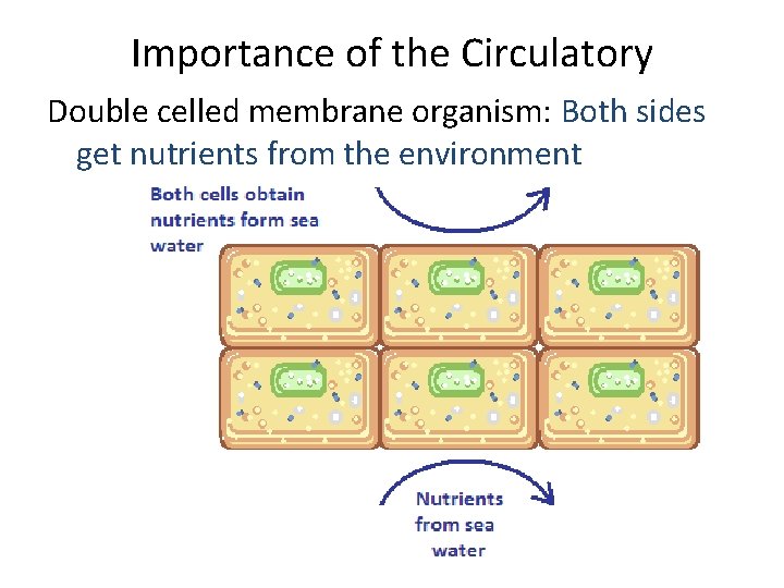 Importance of the Circulatory Double celled membrane organism: Both sides get nutrients from the