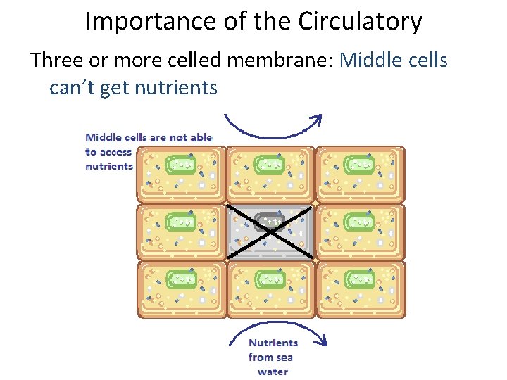 Importance of the Circulatory Three or more celled membrane: Middle cells can’t get nutrients