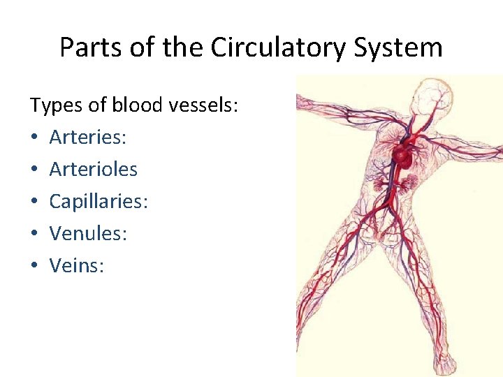 Parts of the Circulatory System Types of blood vessels: • Arteries: • Arterioles •