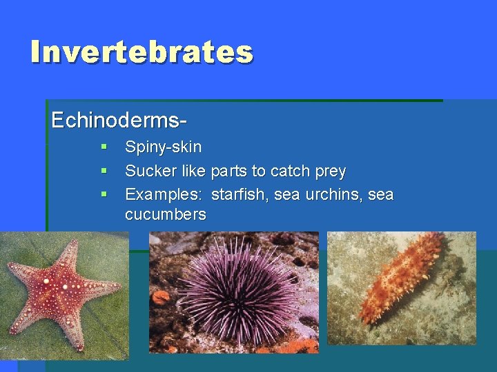 Invertebrates Echinoderms§ Spiny-skin § Sucker like parts to catch prey § Examples: starfish, sea