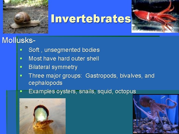 Invertebrates Mollusks§ § Soft , unsegmented bodies Most have hard outer shell Bilateral symmetry