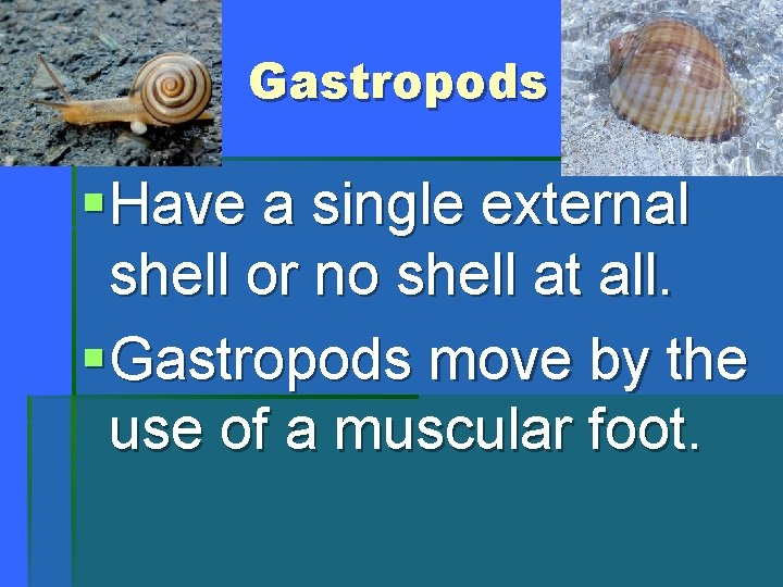 Gastropods § Have a single external shell or no shell at all. § Gastropods