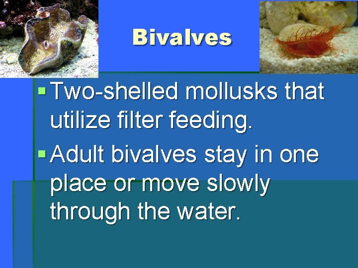 Bivalves § Two-shelled mollusks that utilize filter feeding. § Adult bivalves stay in one