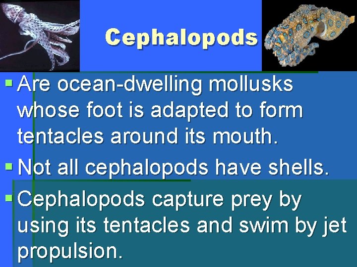 Cephalopods § Are ocean-dwelling mollusks whose foot is adapted to form tentacles around its
