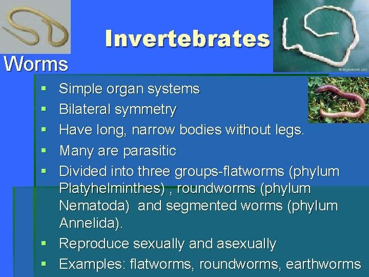 Worms § § § Invertebrates Simple organ systems Bilateral symmetry Have long, narrow bodies