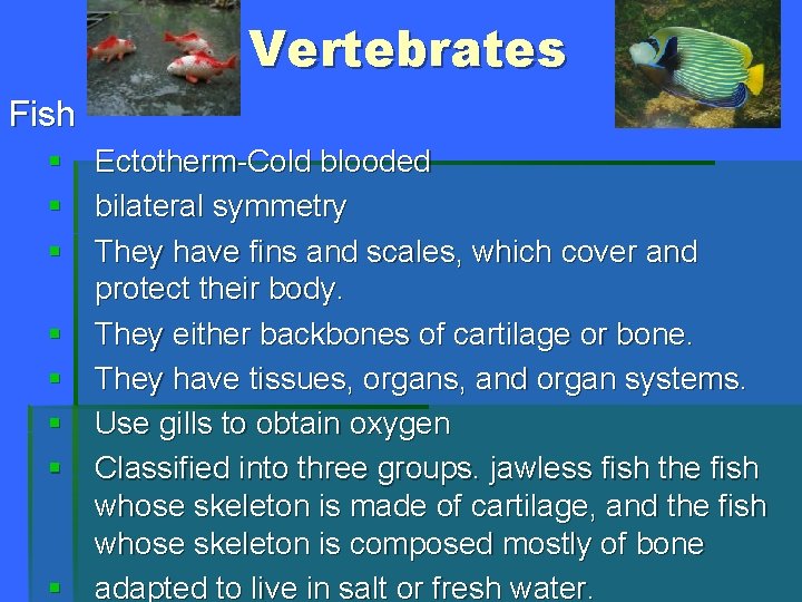Vertebrates Fish § Ectotherm-Cold blooded § bilateral symmetry § They have fins and scales,