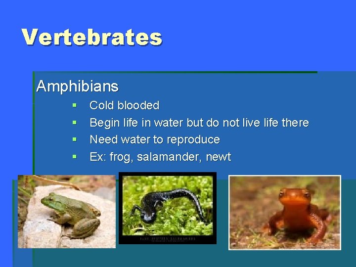 Vertebrates Amphibians § § Cold blooded Begin life in water but do not live