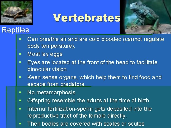 Vertebrates Reptiles § Can breathe air and are cold blooded (cannot regulate body temperature).