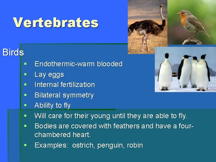 Vertebrates Birds § § § § Endothermic-warm blooded Lay eggs Internal fertilization Bilateral symmetry