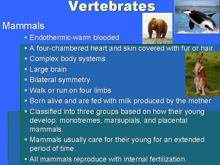 Vertebrates Mammals § Endothermic-warm blooded § A four-chambered heart and skin covered with fur