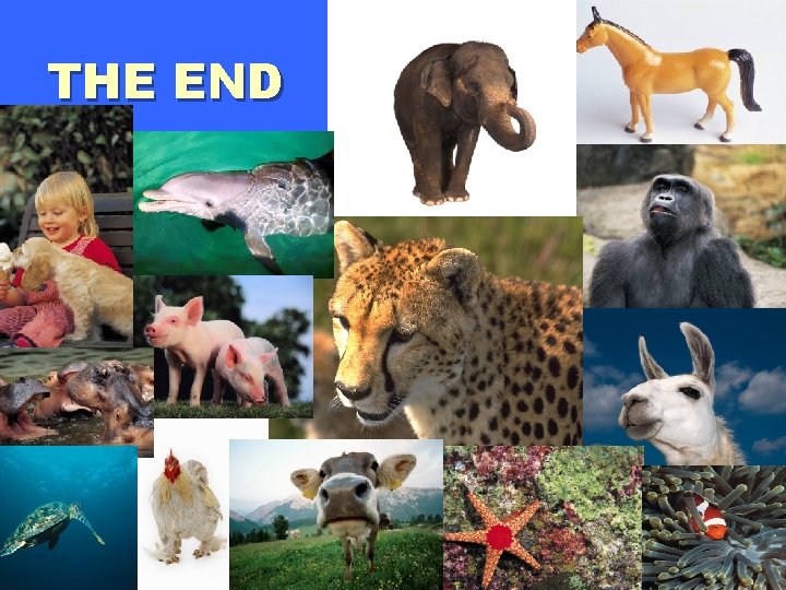THE END 