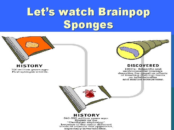 Classifying Animals Objective 4 1 Characteristics of Animals