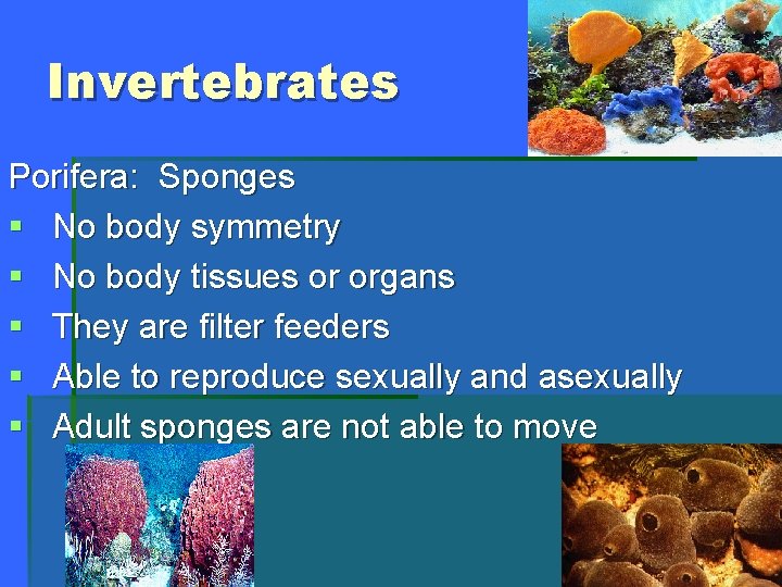 Invertebrates Porifera: Sponges § No body symmetry § No body tissues or organs §