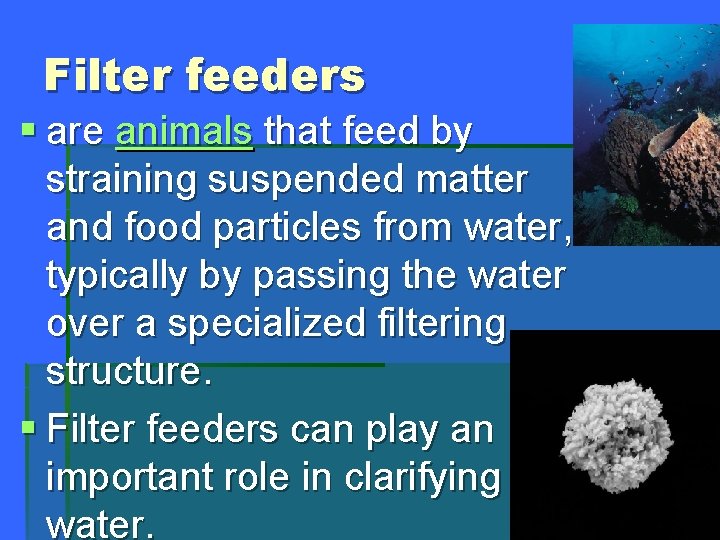 Filter feeders § are animals that feed by straining suspended matter and food particles