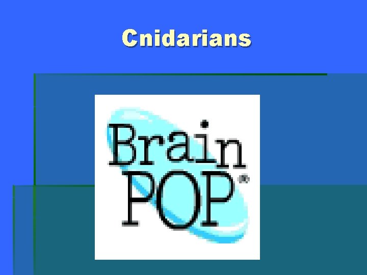 Cnidarians 