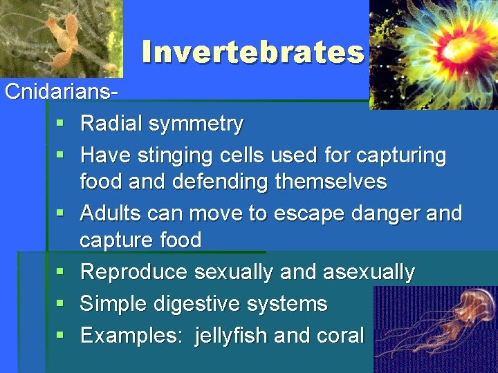 Invertebrates Cnidarians§ Radial symmetry § Have stinging cells used for capturing food and defending