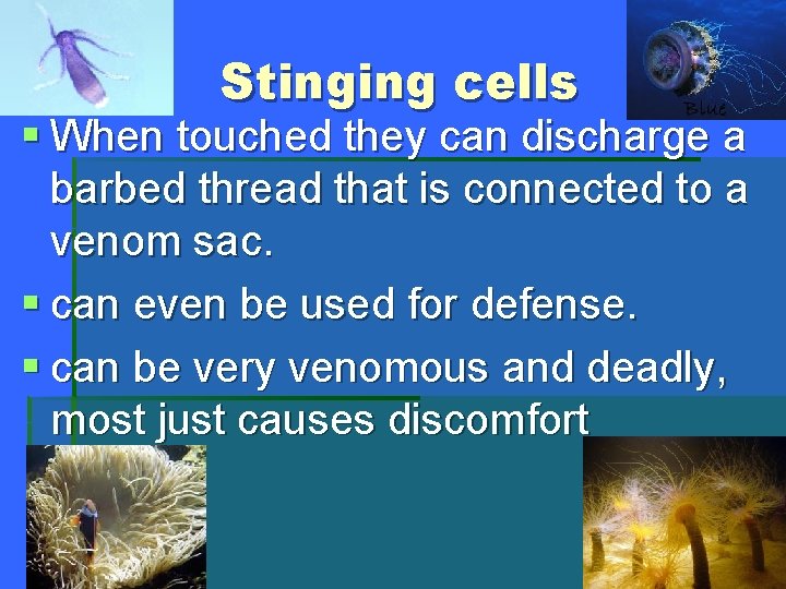 Stinging cells § When touched they can discharge a barbed thread that is connected