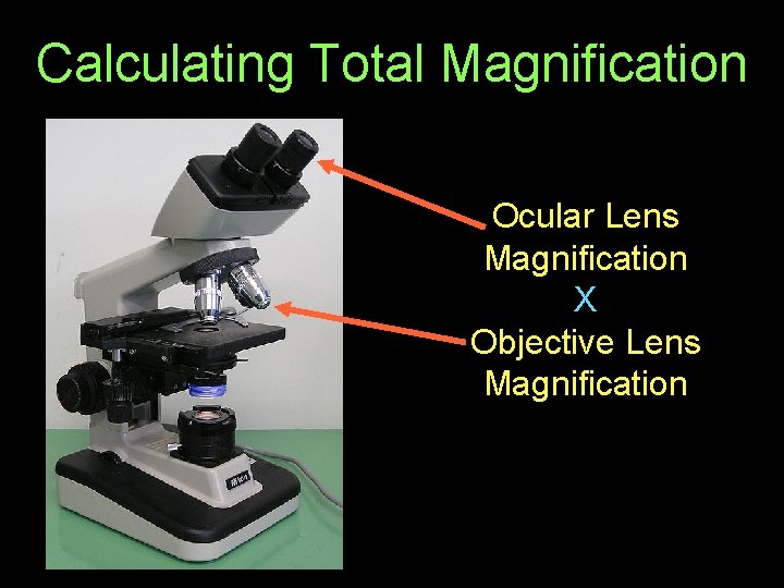 Calculating Total Magnification Ocular Lens Magnification X Objective Lens Magnification 