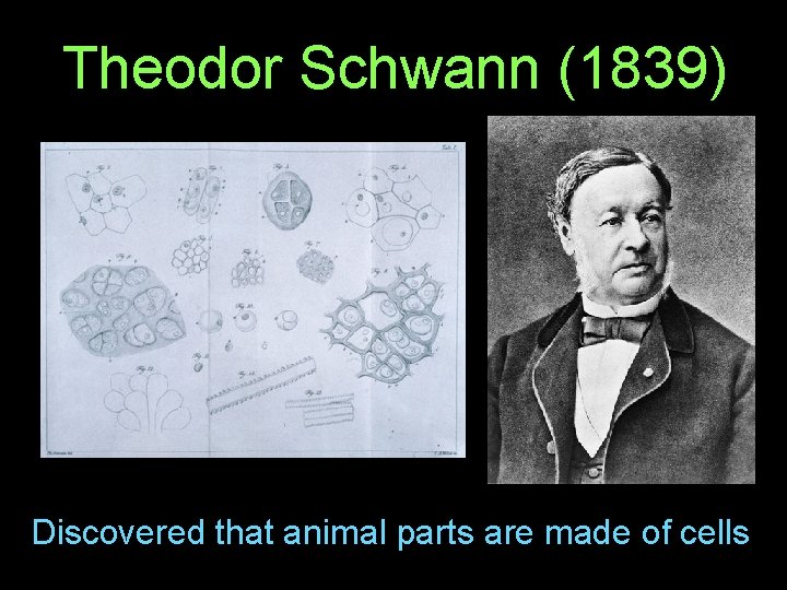 Theodor Schwann (1839) Discovered that animal parts are made of cells 