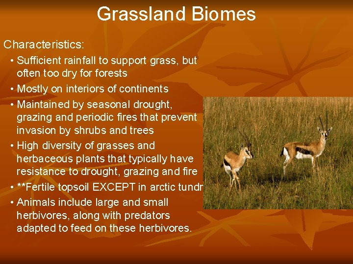 Grassland Biomes Characteristics: • Sufficient rainfall to support grass, but often too dry forests