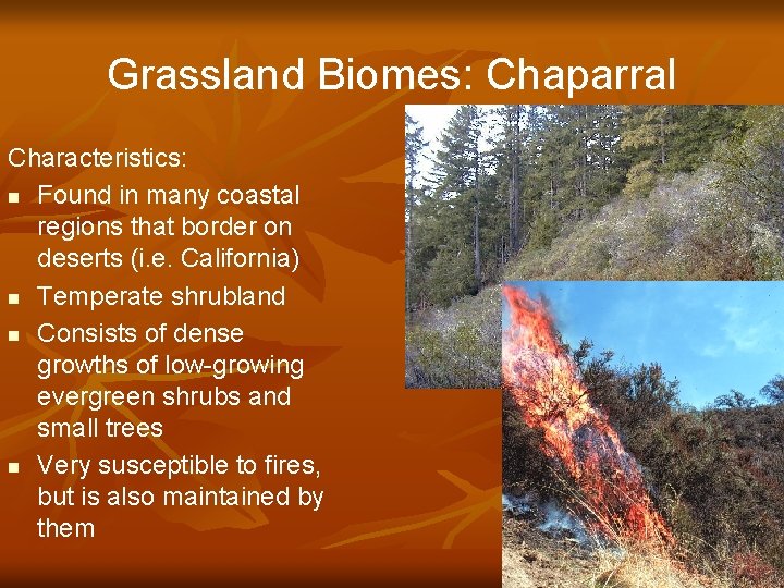 Grassland Biomes: Chaparral Characteristics: n Found in many coastal regions that border on deserts