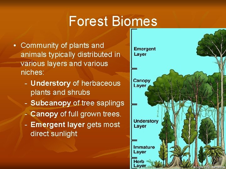 Forest Biomes • Community of plants and animals typically distributed in various layers and