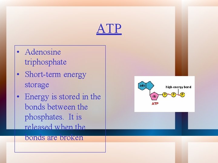 ATP • Adenosine triphosphate • Short-term energy storage • Energy is stored in the
