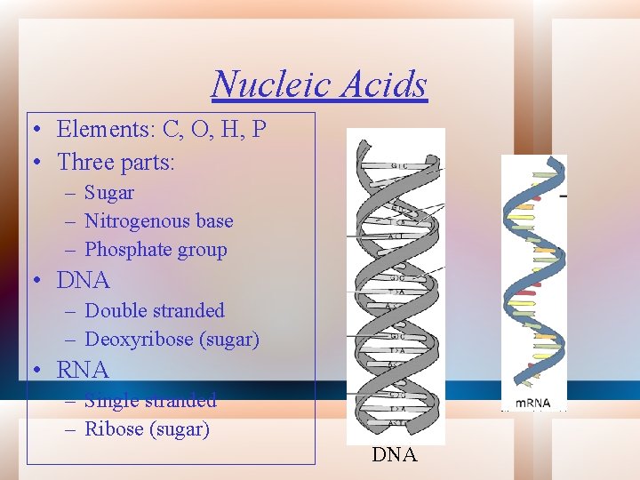 Nucleic Acids • Elements: C, O, H, P • Three parts: – Sugar –