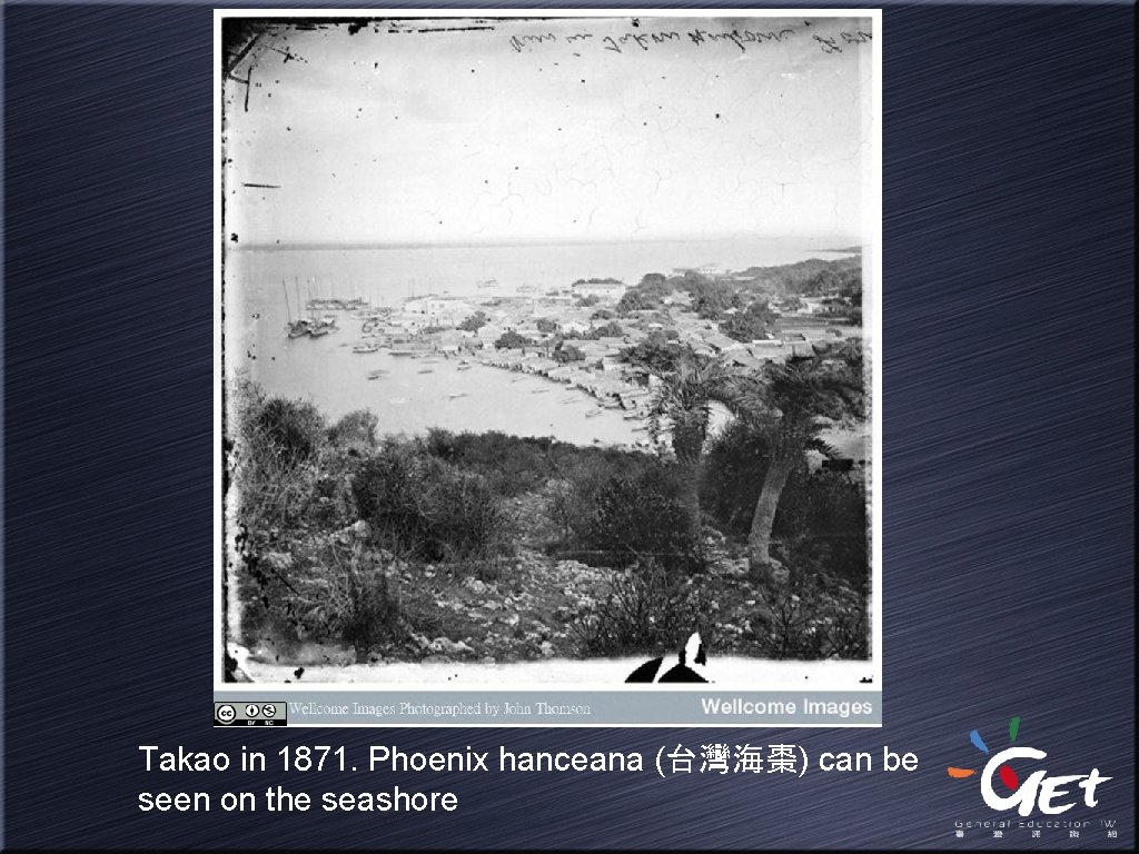 Takao in 1871. Phoenix hanceana (台灣海棗) can be seen on the seashore 