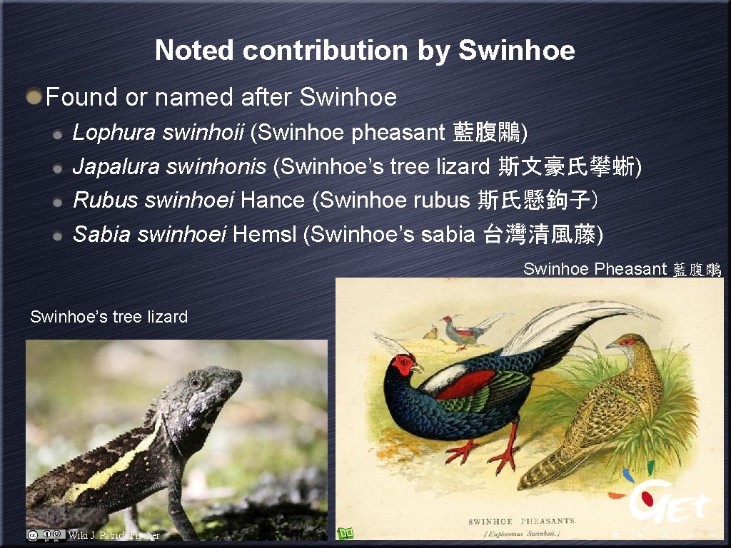 Noted contribution by Swinhoe Found or named after Swinhoe Lophura swinhoii (Swinhoe pheasant 藍腹鷴)