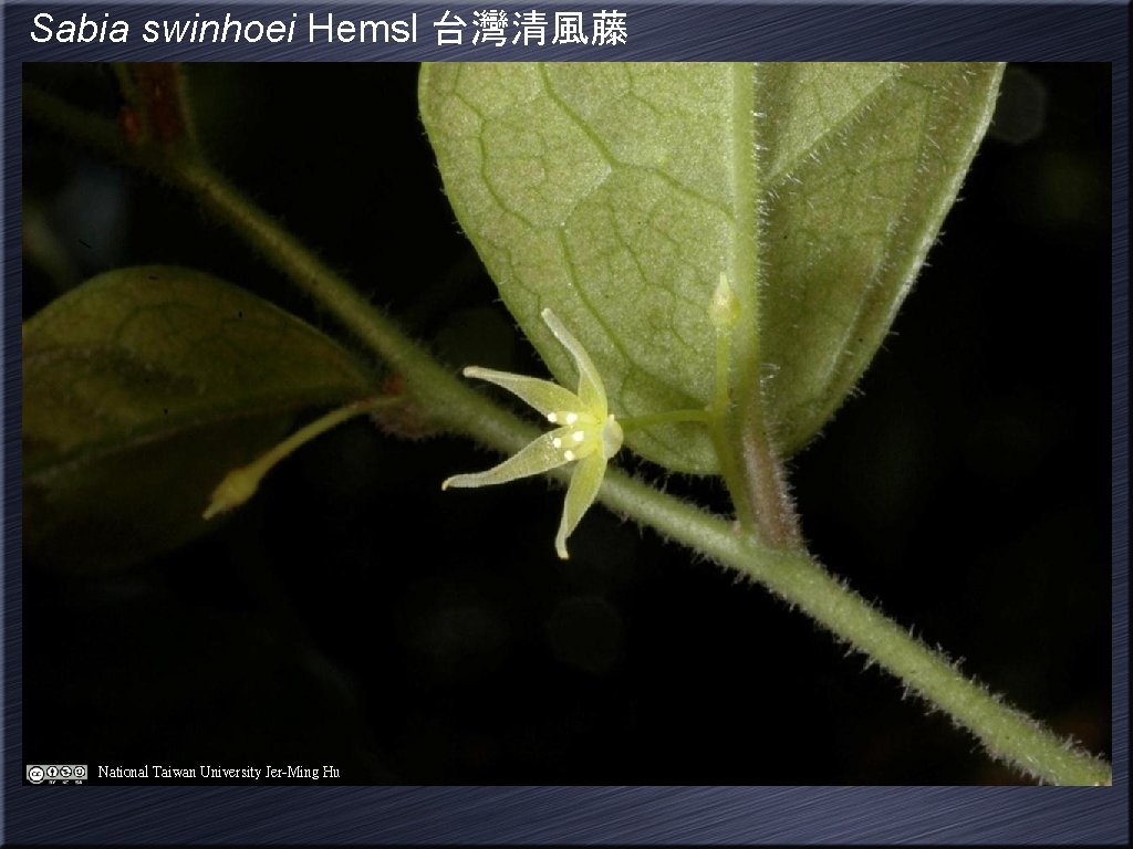 Sabia swinhoei Hemsl 台灣清風藤 National Taiwan University Jer-Ming Hu 
