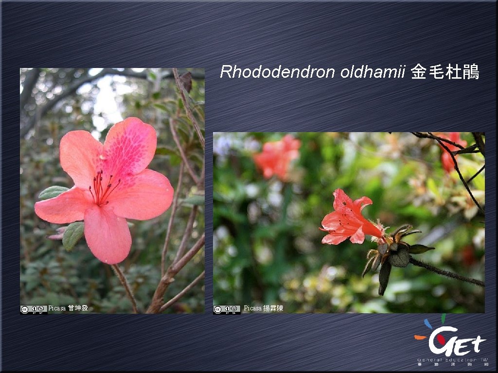 Rhododendron oldhamii 金毛杜鵑 Picasa 曾坤發 Picasa 揚霖陳 