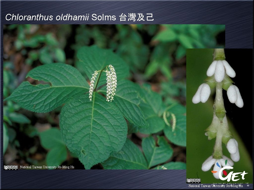 Chloranthus oldhamii Solms 台灣及己 National Taiwan University Jer-Ming Hu 